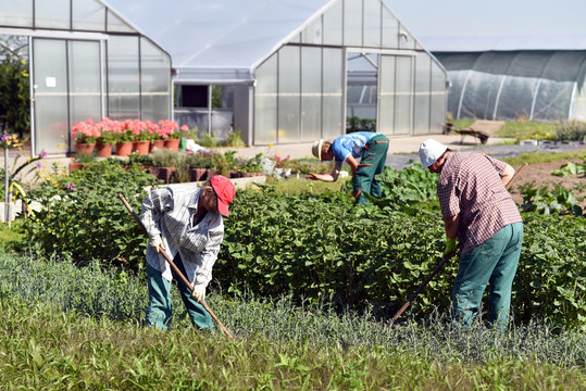 Arbeiter in der Landwirtschaft arbeiten auf dem Feld, im hintergrund Gew&auml;chsh&auml;user der G&auml;rtnerei // Workers on a vegetable field