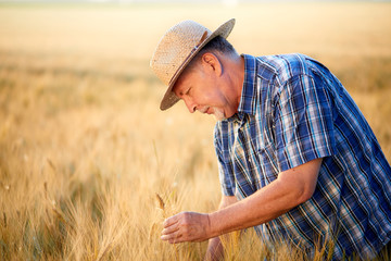 Senior farmer with straw hat checks barley grain