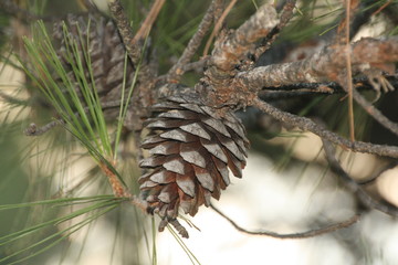Pine cone