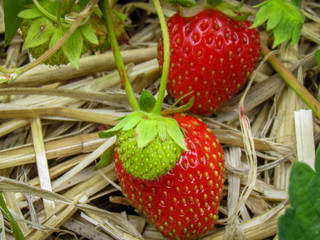 close -up strawberries 