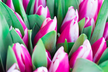 Fototapeta premium Pink and white tulips