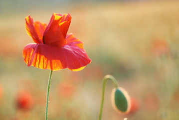 Red poppy on the meadow
