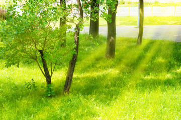 Fototapeta premium A piece of green urban park