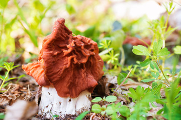 Mushroom in the forest