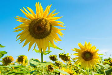 Field of yellow sunflowers