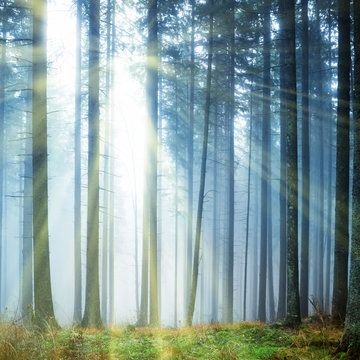 Fototapeta Mysterious fog in the green forest