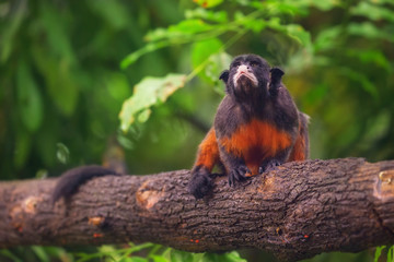 White-lipped tamarin, monkey sitting in a tree.