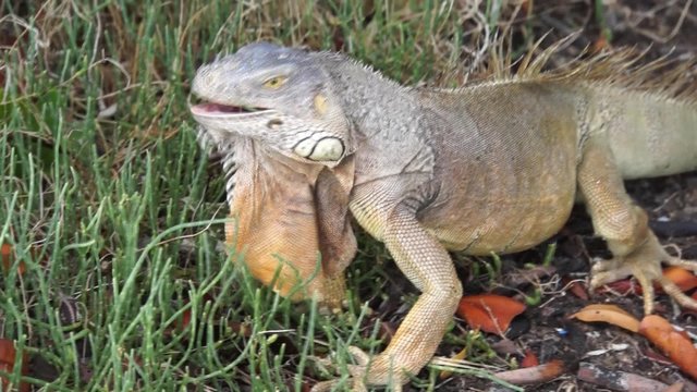 Gr&uuml;ner Leguan (Iguana iguana)