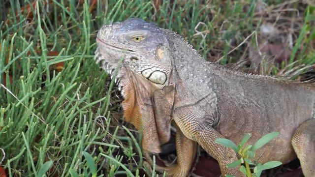 Gr&uuml;ner Leguan (Iguana iguana)
