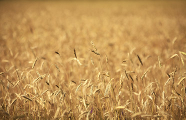 Kłosy żyta na polu uprawnym © fotovapl