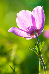 Spring flower - Poppy Anemone