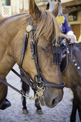 Obraz premium Medieval horse head