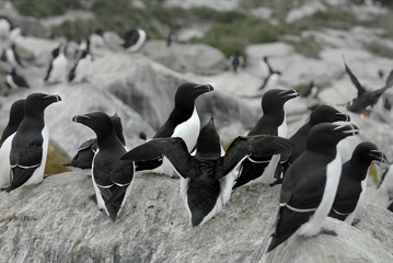 Razorbills (Alca Torda) perched on the rocks in Maine
