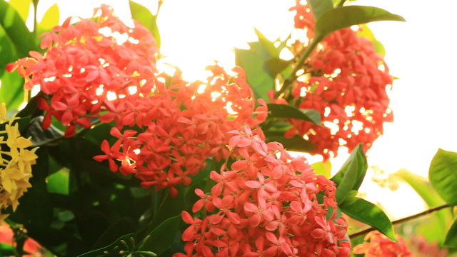 Blooming Red Ixora flowers Nature Footage with flare , Dolly camera