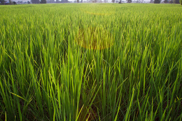 Green rice field close up