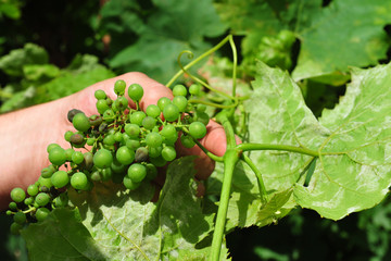 Mildew on vine leaf