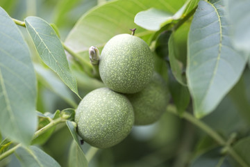 Walnuts keep up on a tree
