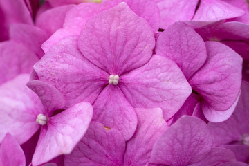 Hydrangea flowers in a garden