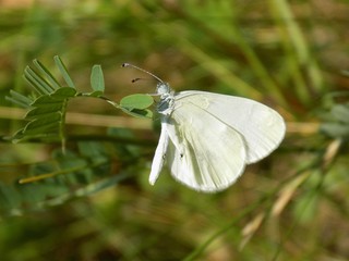 White butterfly