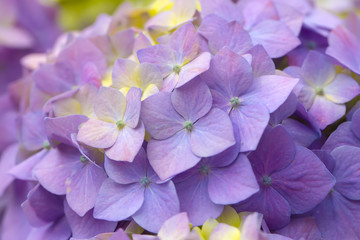 Hydrangea flowers in a garden