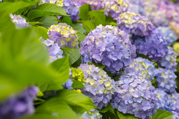 Hydrangea flowers in a garden