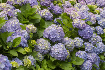 Hydrangea flowers in a garden