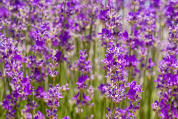 Meadow of lavender. Nature composition. Selective focus