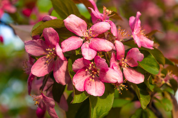 Beautiful spring lilac flowers ,toned image