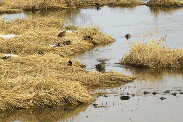 Canards et végétation