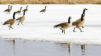 Bernaches Canadiennes sur glace / Canadian Goose on ice