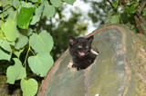 Kitten peeks out of the den. Wildcat
