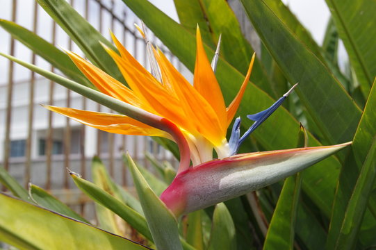 Strelizie auf Madeira