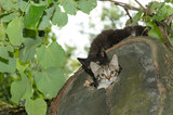 Kitten peeks out of the den. Wildcat