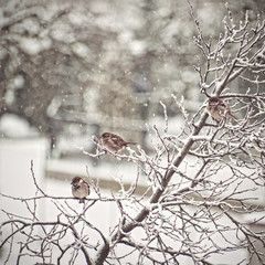 Wróble zimą © Aleksandra Madejska