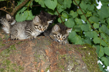 Naklejka premium Kittens twins. Wild cats.