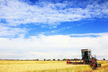Naklejka premium Ripe rice harvesting