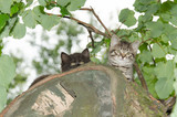 Two young wild cats