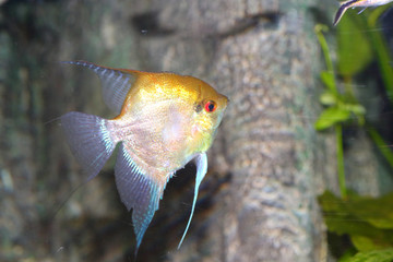 Freshwater angelfish (Pterophyllum scalare)