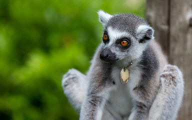 Lemur