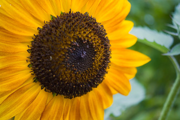 Naklejka premium Sunflower
