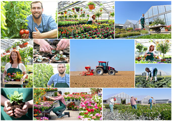 Collage Landwirtschaft und gärtnerei, Anbau und Produktion von Gemüse und Zierpflanzen/ Blumen,...