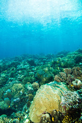 diver blue water scuba diving bunaken indonesia sea reef ocean