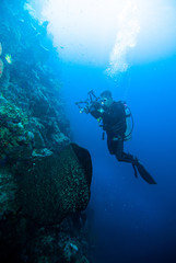 Naklejka na ściany i meble underwater photography photographer diver scuba diving bunaken indonesia reef ocean