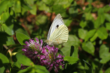 Schmetterling am Klee Blume