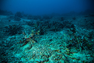 diver blue water scuba diving bunaken indonesia sea reef ocean