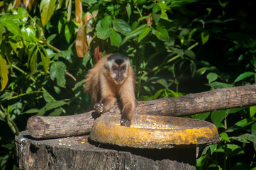 Small monkey in Bonito, Pantanal, Brazil