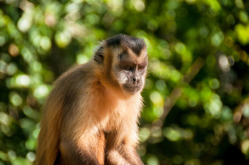 Small monkey in Bonito, Pantanal, Brazil