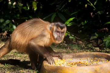 Small monkey in Bonito, Pantanal, Brazil