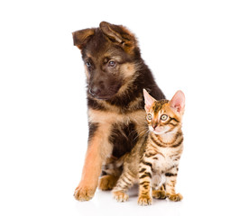 german shepherd puppy and bengal kitten looking away. isolated o