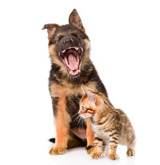 yawning german shepherd puppy and bengal cat together. isolated